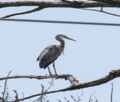 2016 06 11 WildLife MPLS 027